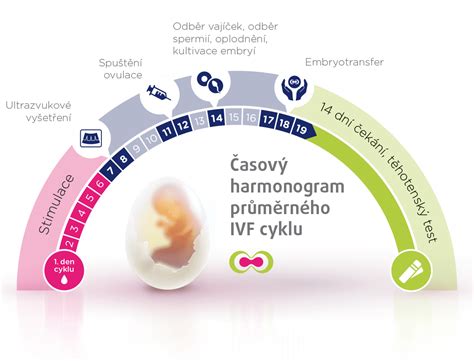 uhnízdění embrya po embryotransferu|Vývoj, transfer a uhnízdění embrya